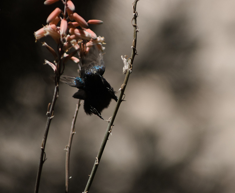 中国北京至德文波特的订书机使用空运物流专线10天送到